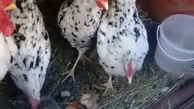 Дальнобойщик и куриная ферма на колёсах