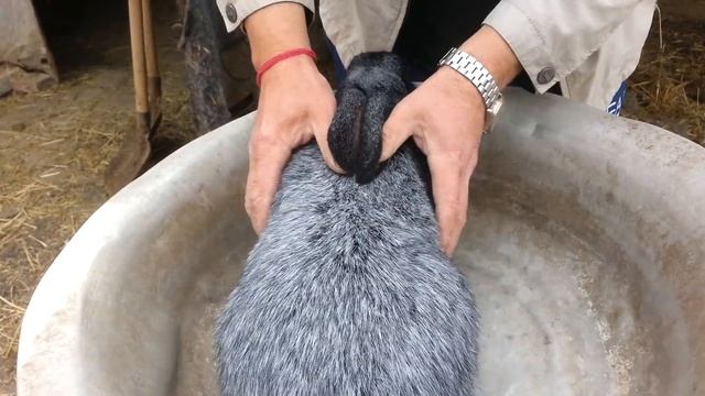 КРОЛИК СЕРЕБРИСТЫЙ СУПЕР ПОРОДА ДЛЯ ДОМАШНЕГО СОДЕРЖАНИЯ. смотреть онлайн