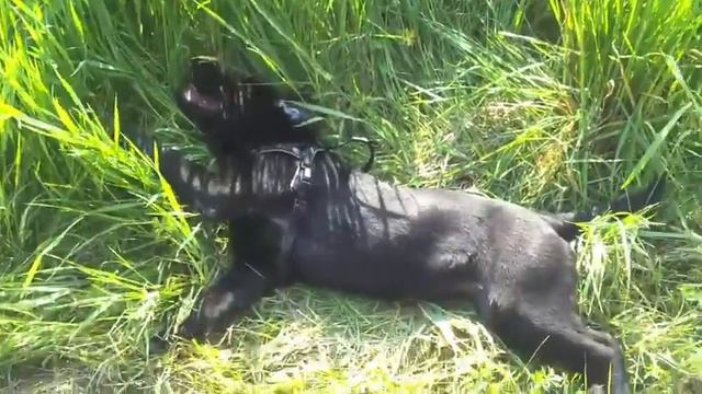 Kora I смотреть онлайн