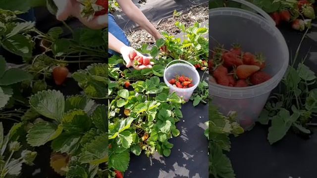 Легендарная земляника. сорт Азия #shorts
