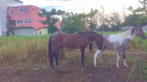 Horse breeding Perl mating for the first time