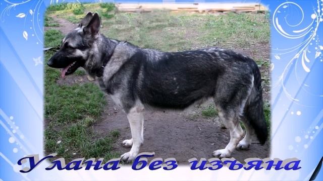 Щенки восточноевропейской овчарки питомник КЛИН ТРИО смотреть онлайн