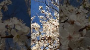 Звуки природы. Жужжание пчёл. Пение птиц.