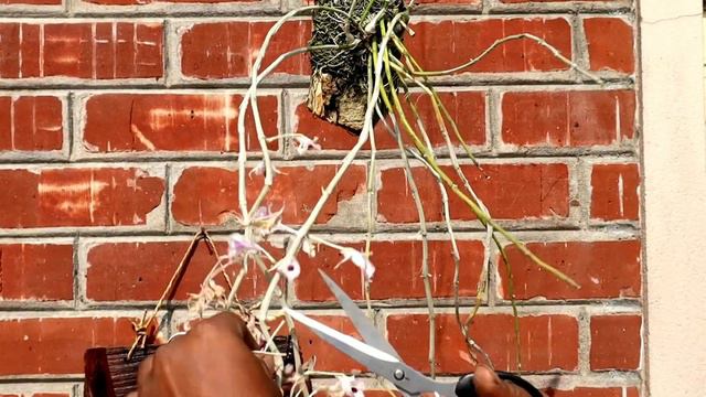 How do you care for a species Dendrobium Orchid after flowering।।Dendrobium Transparens care।।Sandi смотреть онлайн