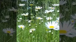 День Окружающей среды