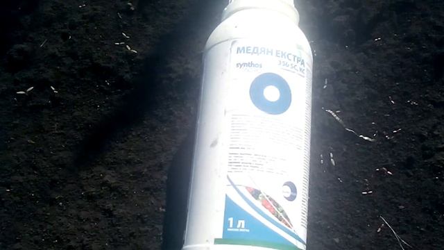 Антракноз на винограде и первая обработка винограда сезон 2021 смотреть онлайн