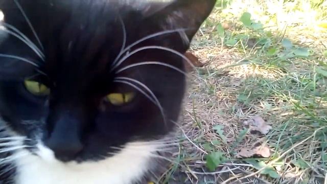 черно-белый кот отдыхает на даче. снимает летний отдых на даче камера Lenovo смотреть онлайн