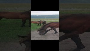 Табун лошадей