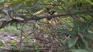 Survival skills: Pick Worms herd on tree for food - Cooking Worms for Eating delicious in Jungle