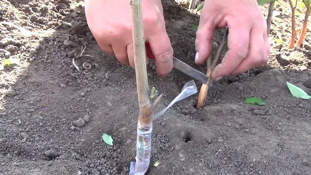 Окулировка сливы на алыче. Grafting plums.