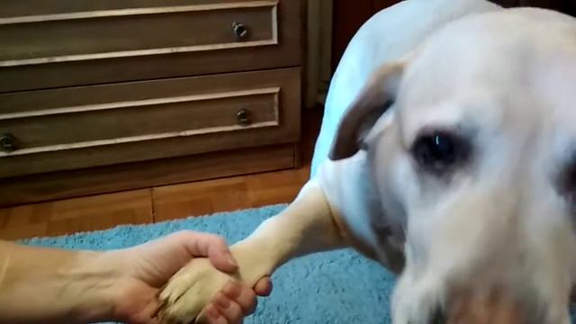 Стрижка когтей смотреть онлайн