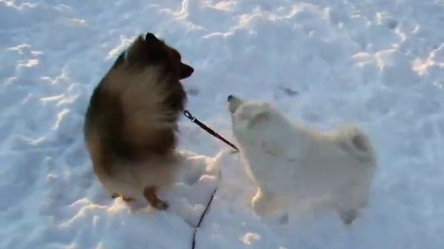 Mittelspitz playing смотреть онлайн