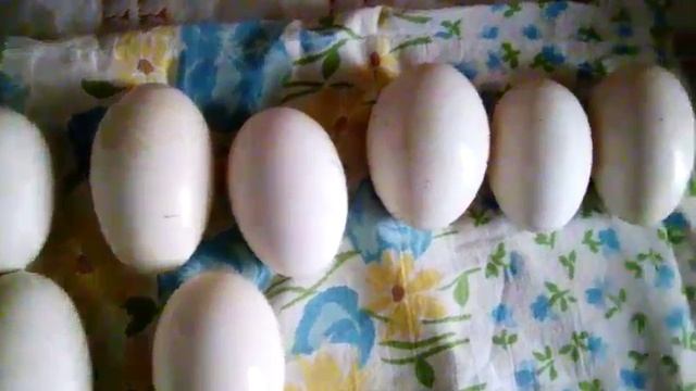 Инкубация гусиных яиц. Обработка. График.