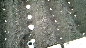 Посадка китайского чеснока под зиму. Часть 1