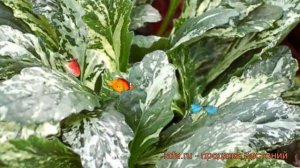 Живучка ползучая Спаклер (ajuga reptans sparkler) ? обзор: как сажать, рассада живучки Спаклер