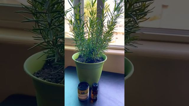 Rosemary Essential Oils can help with Memory Loss / Video Short смотреть онлайн