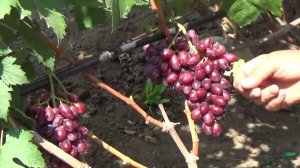 Виноград Малиновая заря