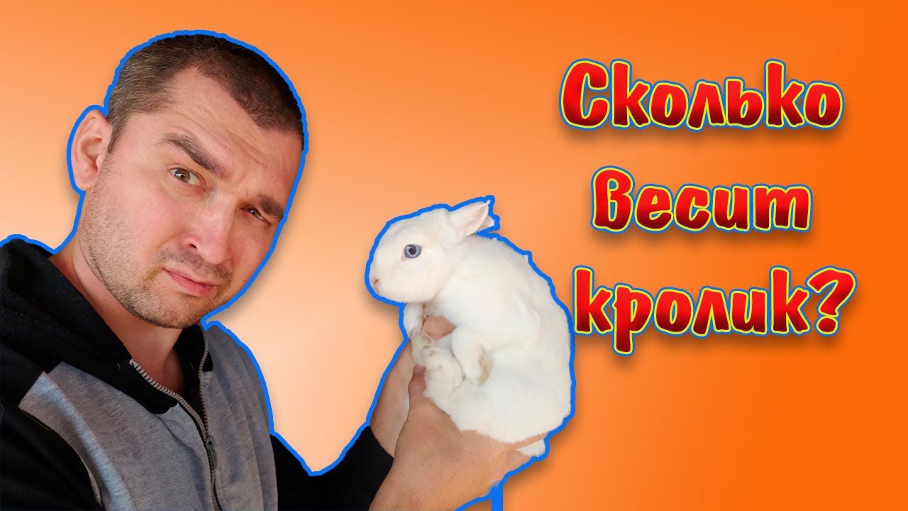 Вес декоративных кроликов