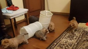 Голдаст йорки 8 недель на свободе