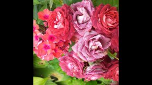 РОЗЫ КИРПИЧНЫЕ БЕЖЕВЫЕ  КРАСИВЫЕ  5 сортов #розы