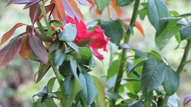 Nikon coolpix p530 test pictures смотреть онлайн