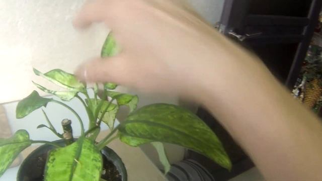 Комнатные цветы. Грифон. Пахира. Диффенбахия. Что с ними после обрезки. смотреть онлайн