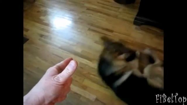 Животные притворяются мертвыми Смешное видео про животных смотреть онлайн