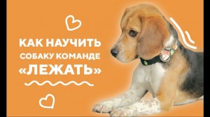 Дрессировка. Команда «лежать».