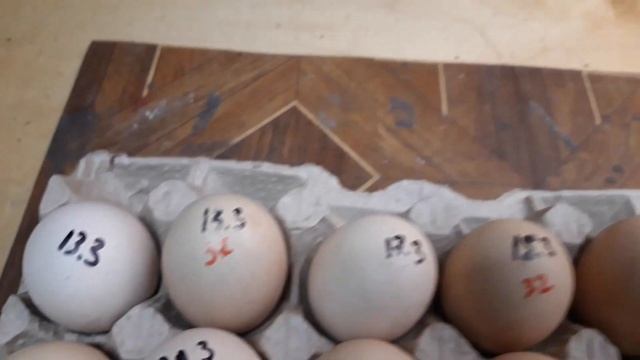 Можно ли инкубировать 5 недельное яйцо? Овоскопируем на 10 день. смотреть онлайн