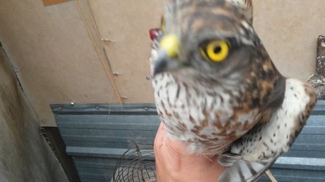 Ловля хищной птицы. Ястреб-воробьед. смотреть онлайн