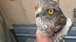 Ловля хищной птицы. Ястреб-воробьед.