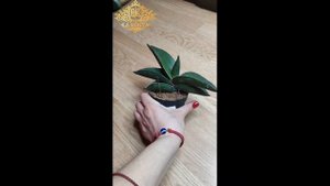 Сансевиерия Эренберга Самурай