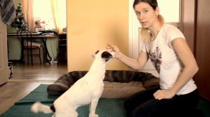 Команда «Лежать». Как научить собаку лежать