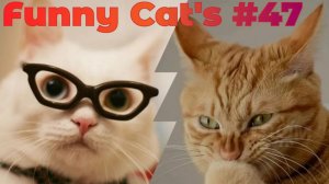 Смешные коты #47.mp4