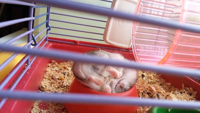 Ми-ми-ми видео♥ смотреть онлайн