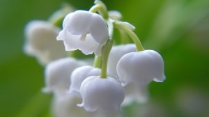 Нежный цветок с ядовитыми ягодами - Ландыш майский.