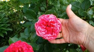 Чайногибридная роза "Red piano".