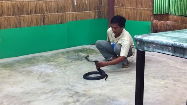 Как поймать кобру смотреть онлайн