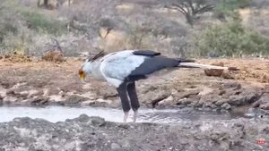 Птица - секретарь Bird - secretary #birds #bird #птица