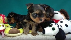 Йорк, щенки, питомник кане пер ла вита, www.dog-mini.ru