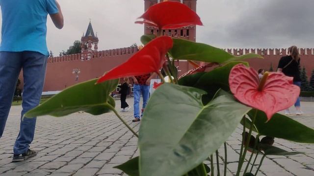 #ЦветыВместе Антуриум шагает по стране: Anthurium Edison, г. Москва, Красная площадь смотреть онлайн