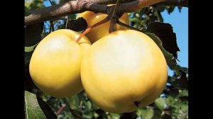 Лучшие  Cорта Яблонь  The Best Varieties Of Apple Trees