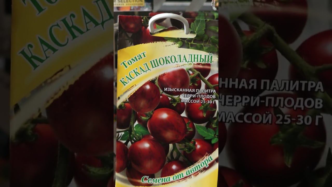 Необычные томаты. Черные томаты. Обзор черных помидоров #советысадоводам #томаты #семенатоматов