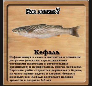 Как поймать Кефаль-лобан на реке Кубань, реальная рыбалка.