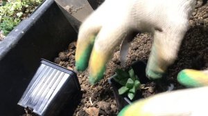 Как сажать суккуленты. Какой горшок и грунт выбрать. Когда поливать. Сажаю детки Хавортии.