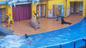 Шоу морских котиков