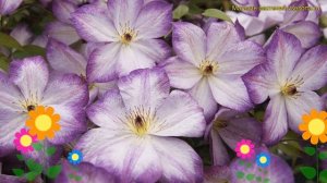 Клематис гибридный Пернилле. Краткий обзор, описание характеристик clematis Pernille