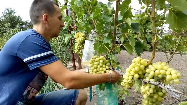 Защита винограда от ОСЫ смотреть онлайн