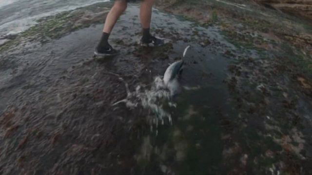 Sydney ledge fishing смотреть онлайн