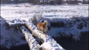 ✅СТАВЛЮ ПОДШИПНИК НА ЗАДНЕЕ КОЛЕСО.Ремонт велосипеда Stels navigator 310